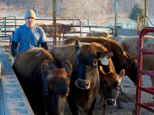 Reynolds leads the cows to the milking parlor. (Image courtesy of Nature's Harmony Farm)