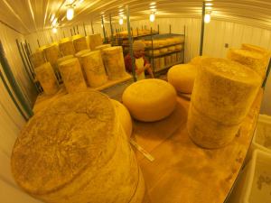 Reynolds in the cheese cave. (Image courtesy of Nature's Harmony Farm)