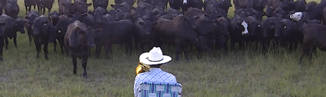 Cows jamming out to "Royals"