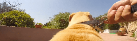 Cool dog runs into ocean