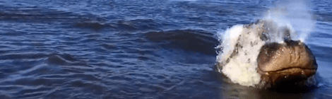 Hippo breaks water