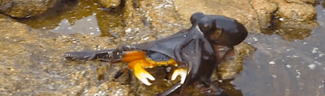 Octopus eats crab