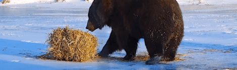 bear plays with hay